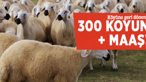 300 Koyun Hibe Desteği Hakkında
